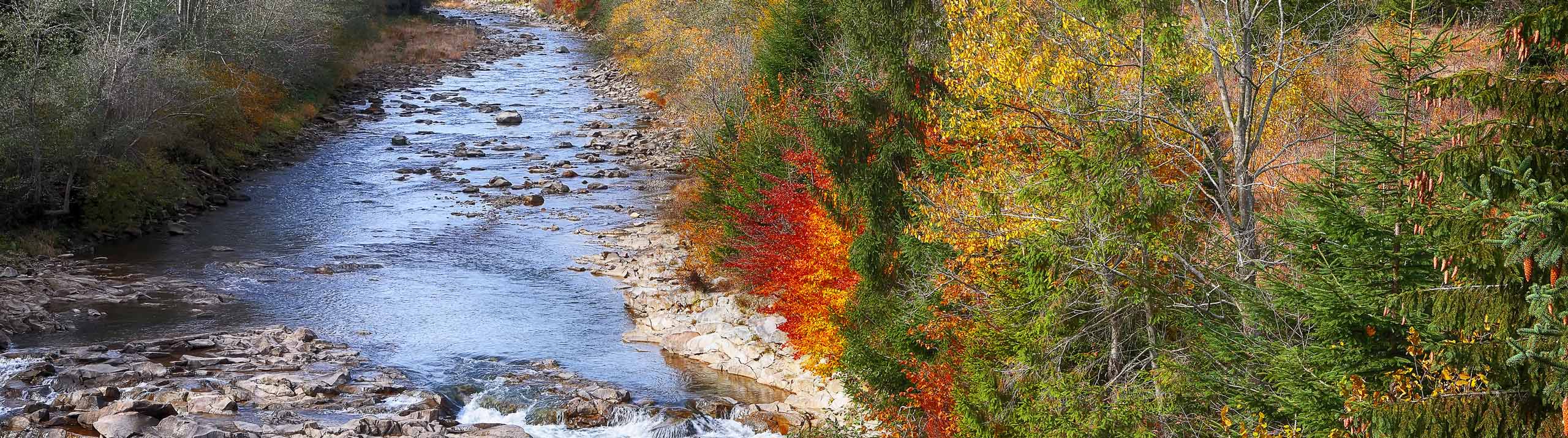 Une forêt lors de l'automne, traversée par une rivière