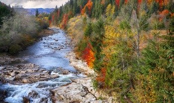 Une forêt lors de l'automne, traversée par une rivière