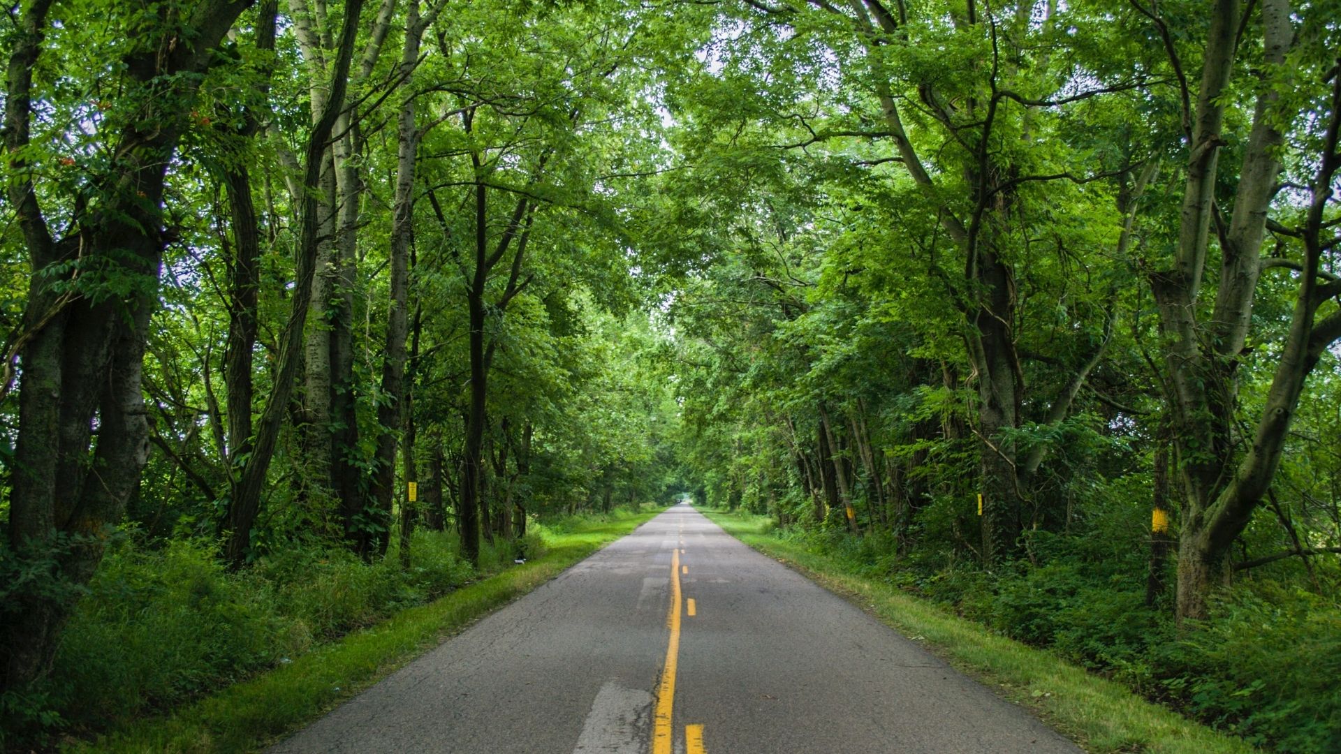 Une route dans les bois.